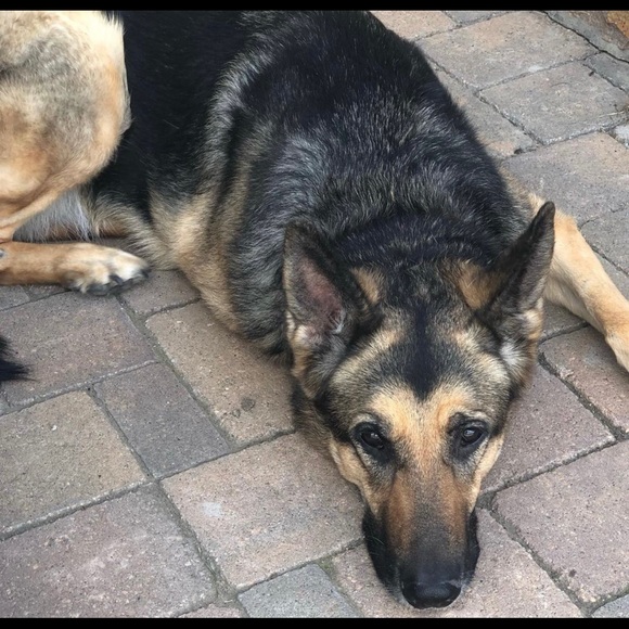 Meet your Posher, Sandra - Picture 3 of 4